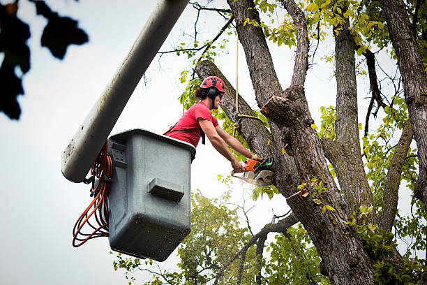 Tree Branch Trimming in University Heights, OH